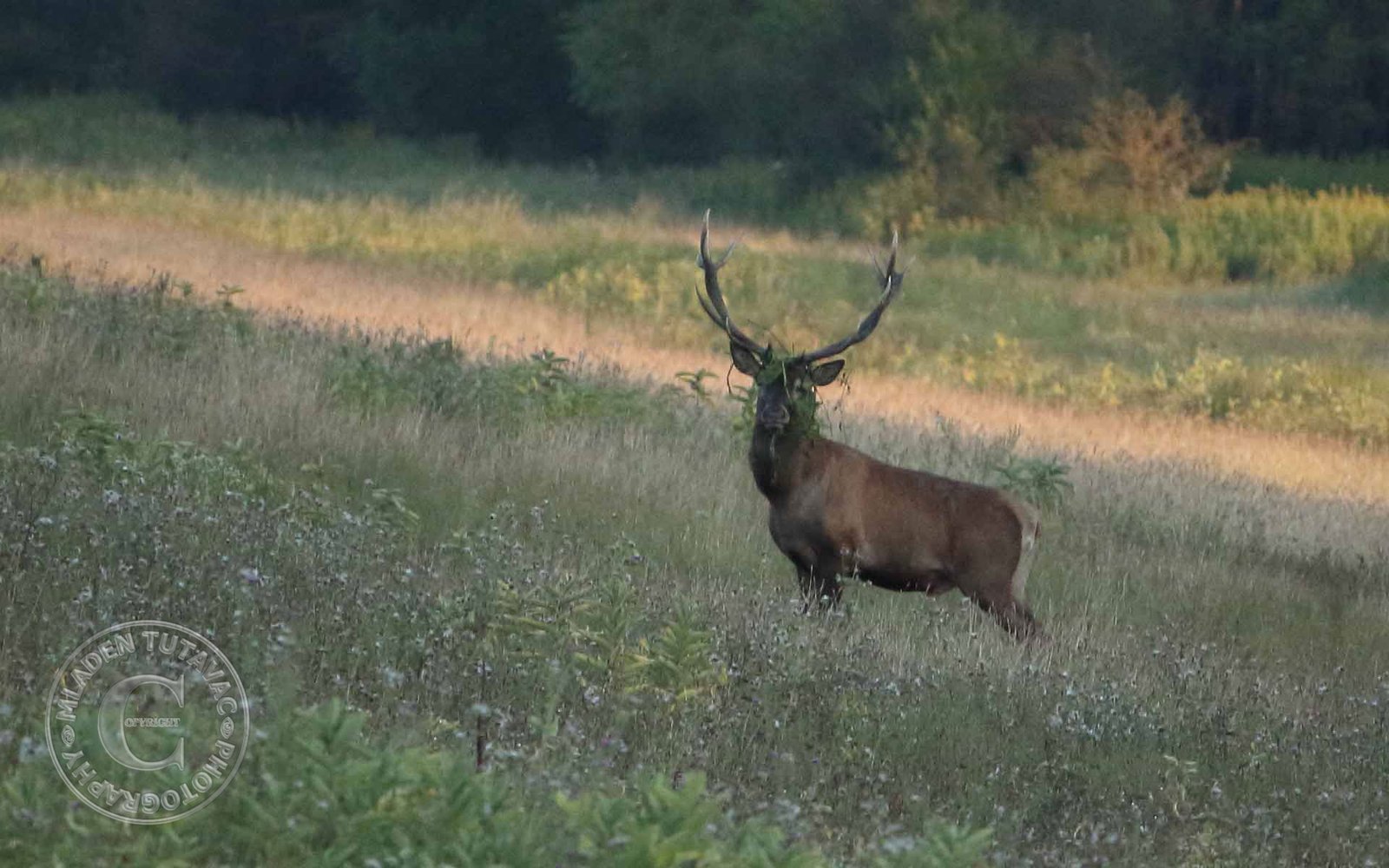 turistički vodič:Kopački rit-biciklom od Kopačeva do Batine nasipom-susret sa jelenom